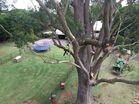 Professional tree care